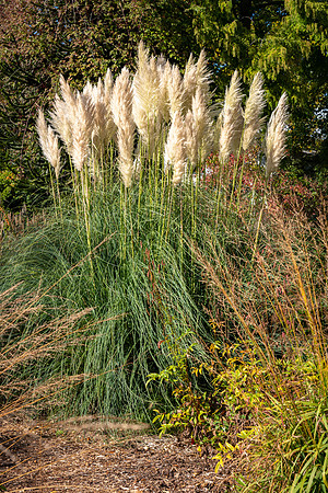 Knoll Gardens -10