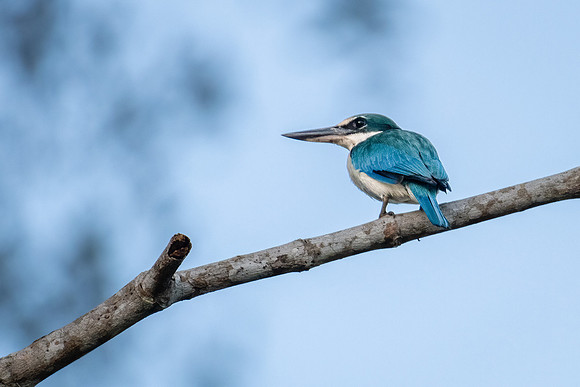 Collared Kingfisher