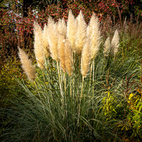 Knoll Gardens -12