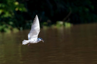 Whiskered Tern