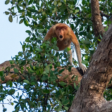 Proboscis Monkey on Guard