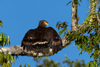 Crested Serpent Eagle -2