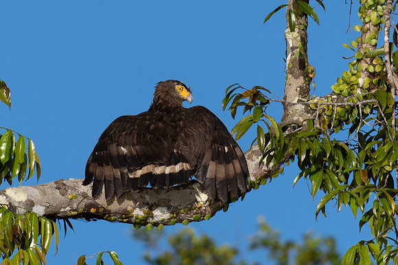 Crested Serpent Eagle -2