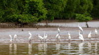 Intermediate & Little Egrets -1