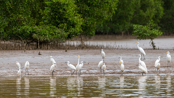 Intermediate & Little Egrets -1