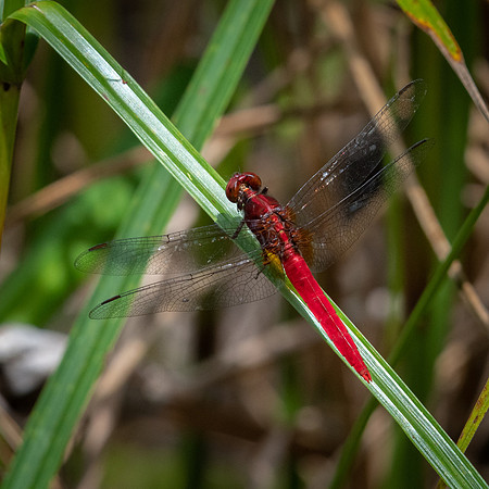 Scarlet Skimmer