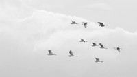 Egrets Flying