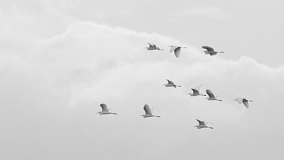 Egrets Flying