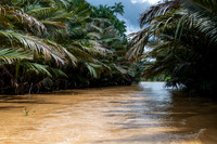 River Kinabatangan Tributary -1