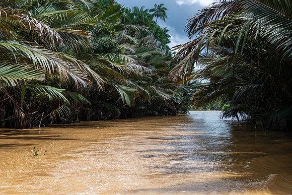 River Kinabatangan Tributary -1