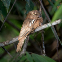 Bornean Frogmouth -2