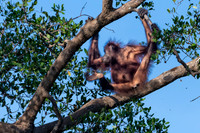 Orangutan -1