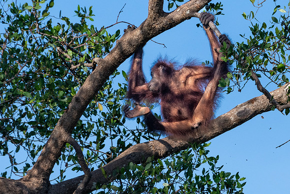 Orangutan -1
