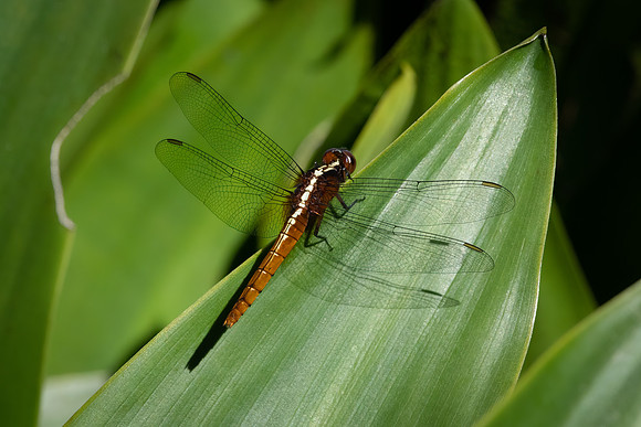 Rufus Marsh Glider ♀