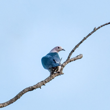 Green Imperial Pigeon