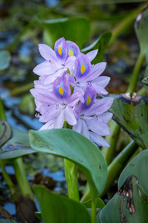 Water Hyacynth -2