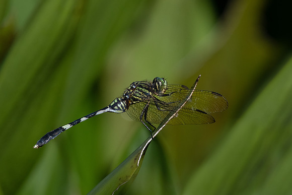 Slender Skimmer