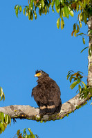 Crested Serpent Eagle -1