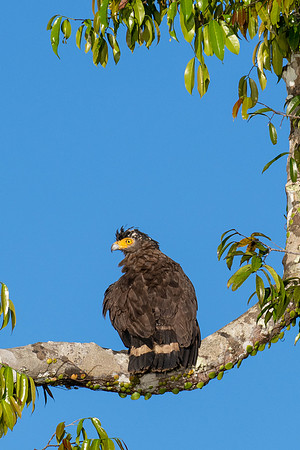 Crested Serpent Eagle -1