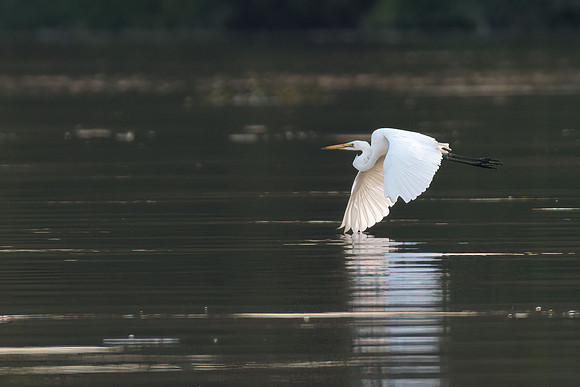 Eastern Great Egret -2