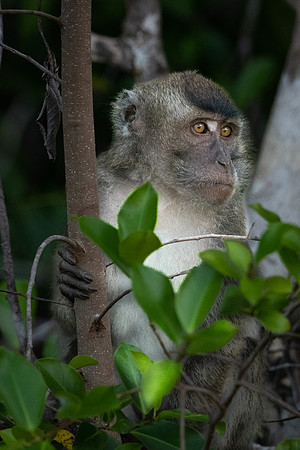 Long-tailed Macaque -1