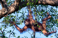 Orangutan -2