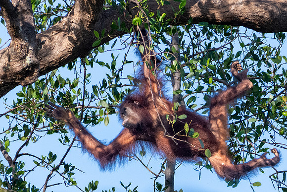 Orangutan -2