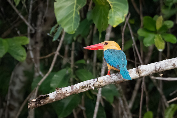 Stork-billed Kingfisher -3