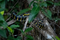Yellow-ringed Cat Snake