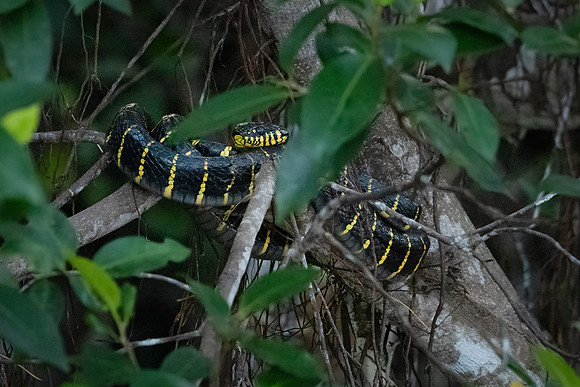Yellow-ringed Cat Snake