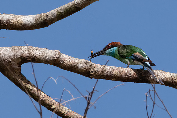 Blue-throated Bee-eater