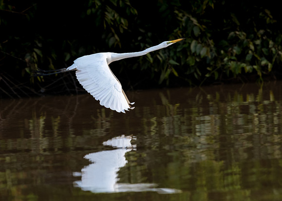 Eastern Great Egret -3