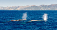 Sperm Whales