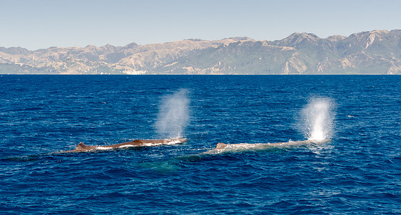 Sperm Whales