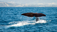 Sperm Whale Tail -4