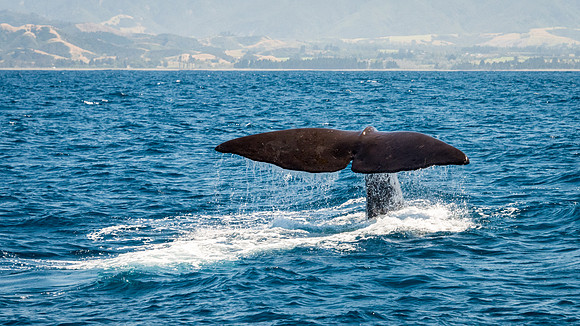 Sperm Whale Tail -4