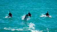 Dusky Dolphins -3