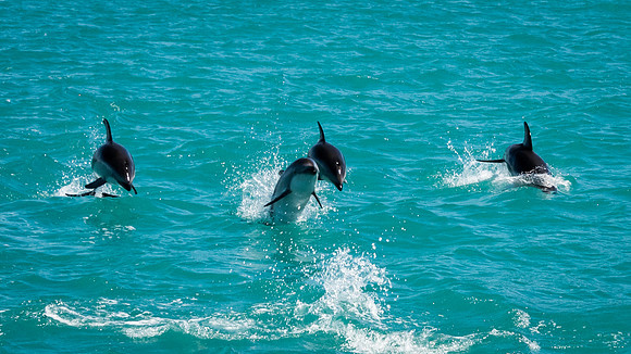 Dusky Dolphins -3