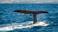 Sperm Whale Tail -5