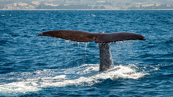 Sperm Whale Tail -5
