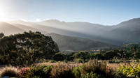 Evening Light -1