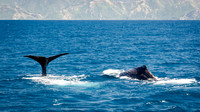 Sperm Whale Tail -2