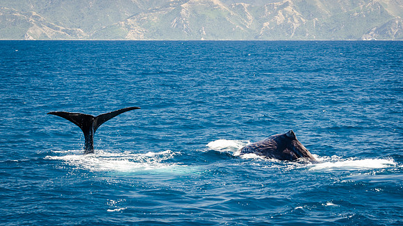 Sperm Whale Tail -2