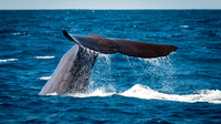 Sperm Whale Tail -6
