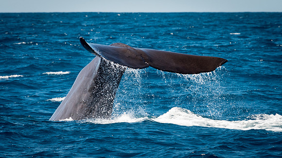 Sperm Whale Tail -6