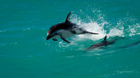 Dusky Dolphins -
