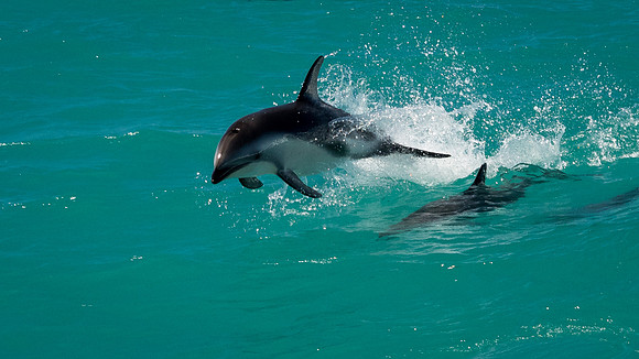 Dusky Dolphins -