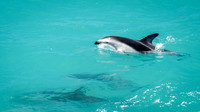 Dusky Dolphins -2