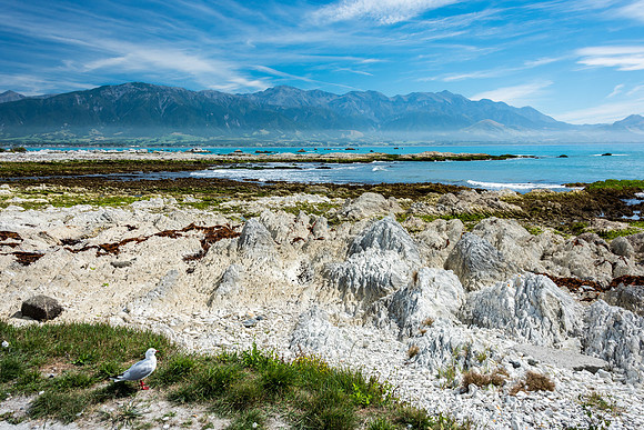 Kaikoura Peninsular -7