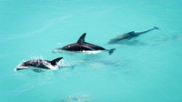 Dusky Dolphins -1